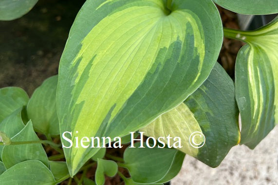Hosta 'Hudson Bay'