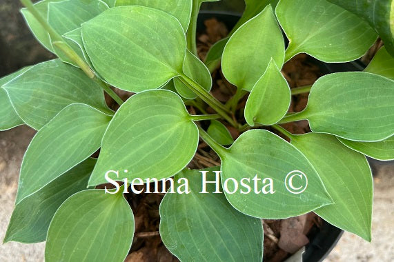 Hosta 'Blue Lake'
