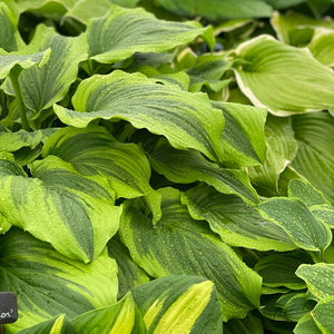 Large and Giant Hostas