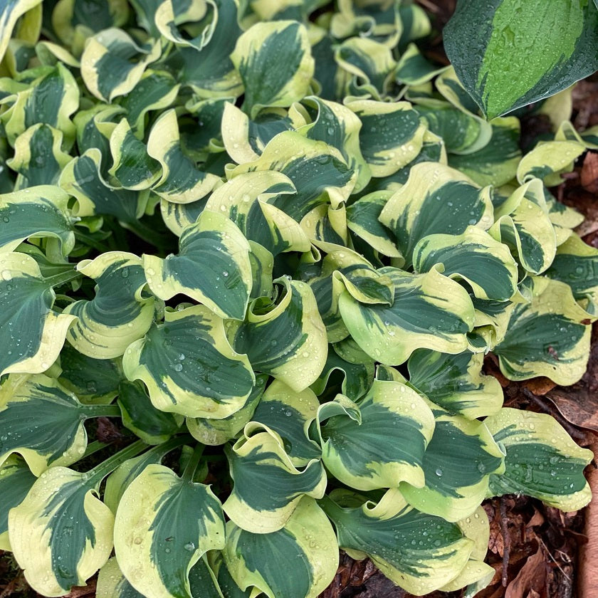 Hosta plants on sale for sale