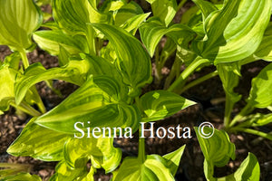 Hosta 'Kisuji'