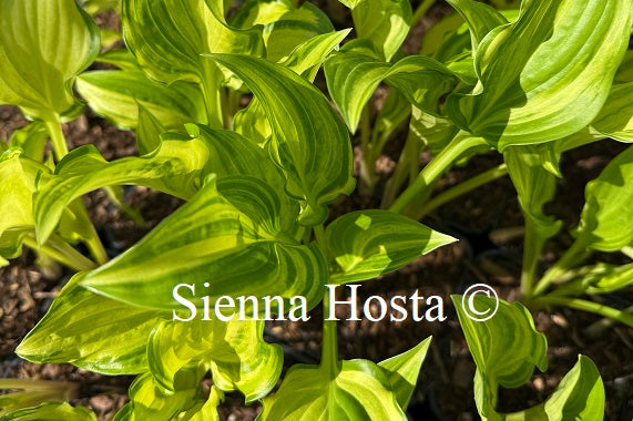 Hosta 'Kisuji'