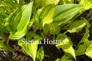Hosta 'Kisuji'