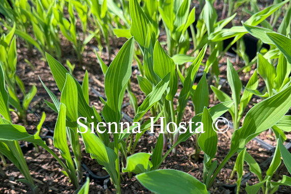 Hosta 'Lizard Lick'
