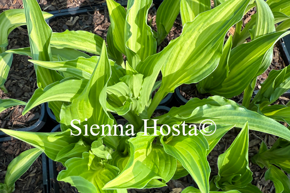 Hosta 'Medusa'
