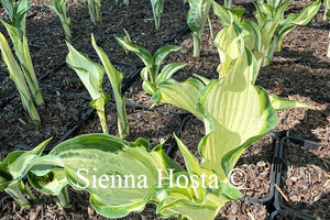 Hosta 'Zeus'