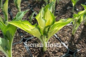 Hosta 'Zeus'