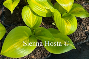 Hosta 'Obi-Wan Kenobi'