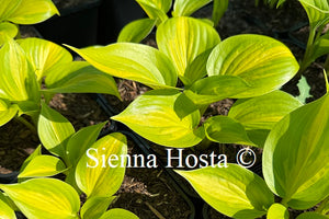 Hosta 'Obi Wan Kenobi'