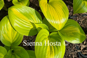Hosta 'Obi Wan Kenobi'