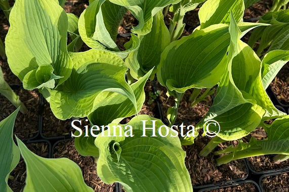 Hosta 'Cape Cod'