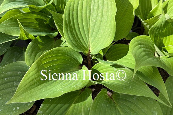 Hosta 'Best of Twenty'