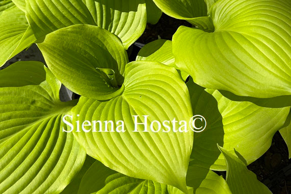 Hosta 'Big Red'
