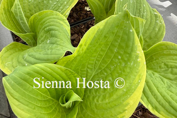 Hosta 'Bodice Ripper'