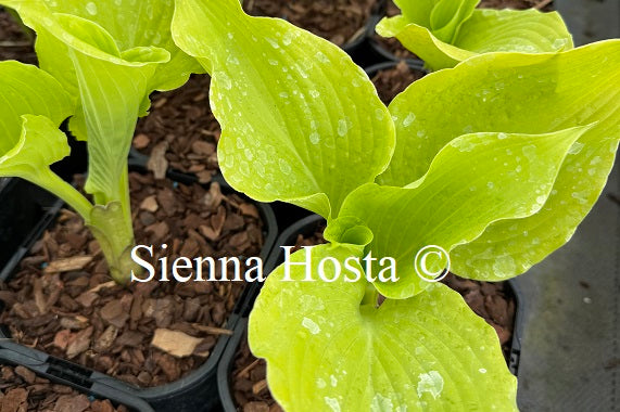 Hosta 'Bohemia Yellow Corvette'