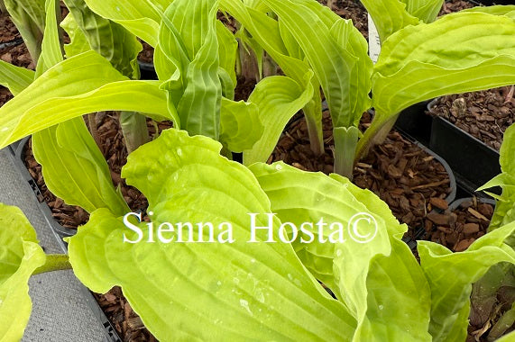 Hosta 'Annabel Lee'
