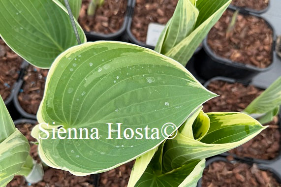Hosta 'And You and I'
