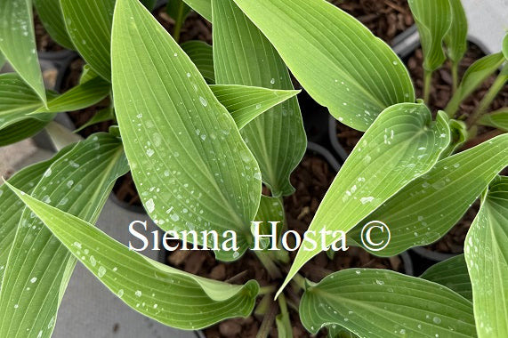 Hosta 'Blue Skin'