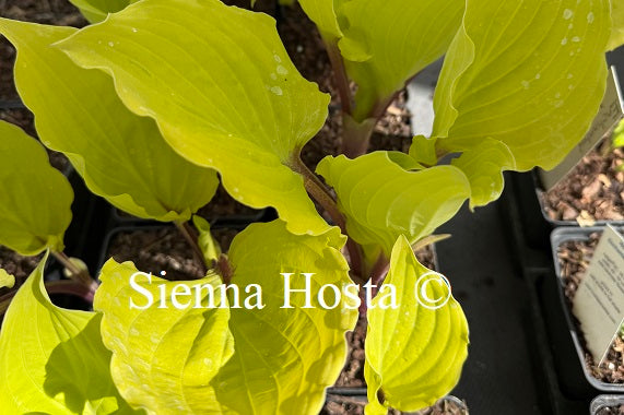 Hosta 'Endless Gift'