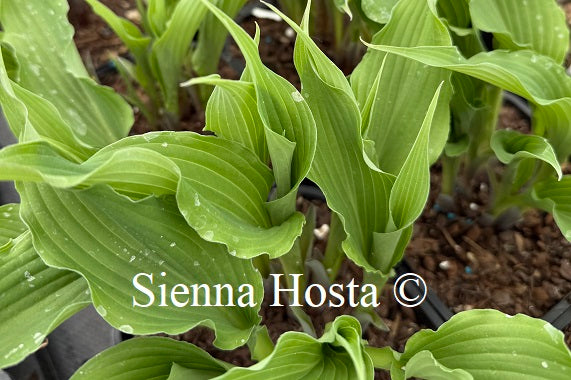 Hosta 'Country Livewire'