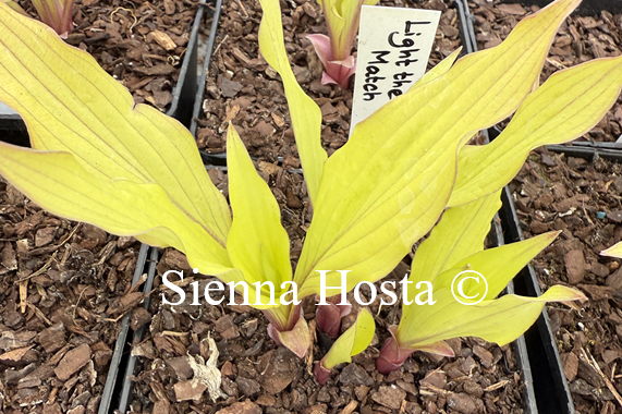 Hosta 'Light the Match'
