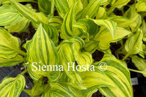 Hosta 'Kisuji'