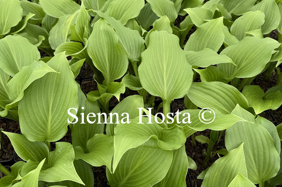 Hosta 'Mean Green Thing'