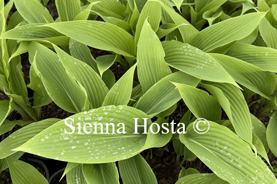 Hosta 'Marjordomo'