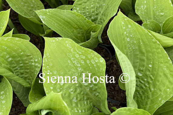 Hosta 'Joan's Alter Ego'