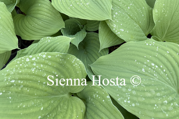 Hosta 'Frank Lloyd Wright'