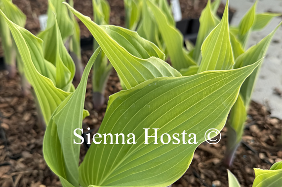 Hosta 'Holar Storm Clearing'