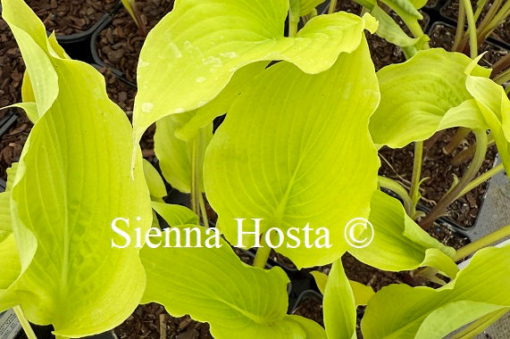 Hosta 'Chris' Yellow Ruffles'
