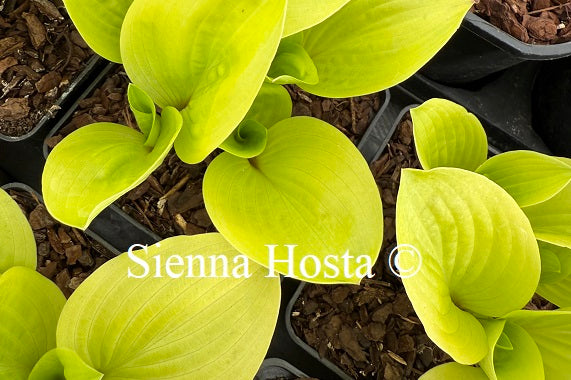 Hosta 'Buffalo Designer Genes'