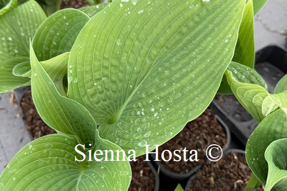Hosta 'Epic Blue Wave'