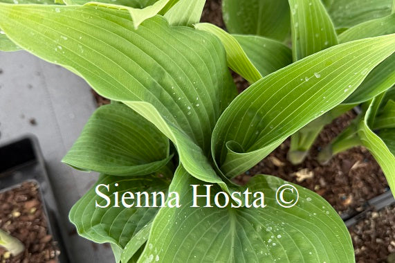Hosta 'Epic Blue Wave' - Sienna Hosta