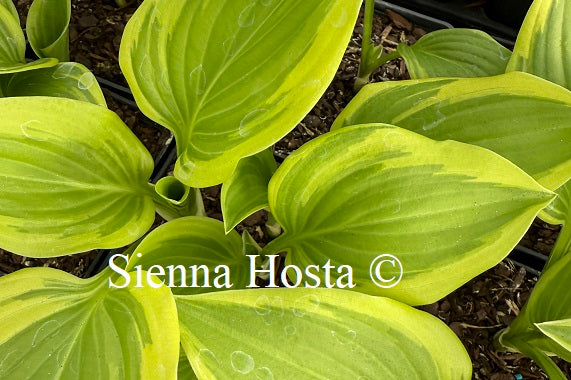 Hosta 'Emily Dickinson'