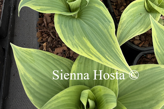 Hosta 'Holar Fiery Sky'