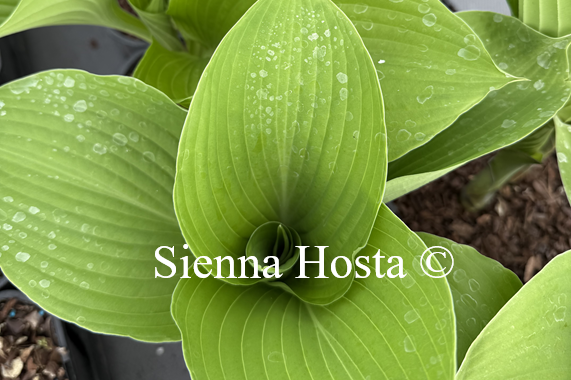 Hosta 'Hillary'