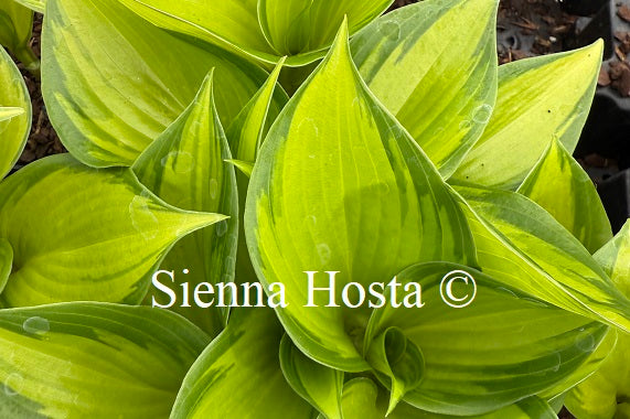 Hosta 'Tiki Bar'