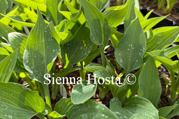 Hosta 'Rosedale Glacier Ice'