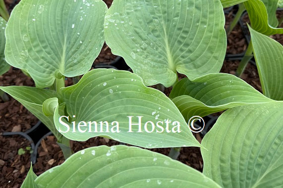 Hosta 'Blue Ridge'