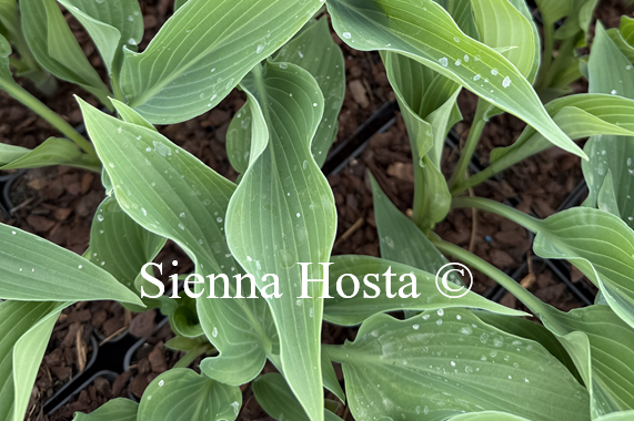 Hosta 'Fake Lightning'