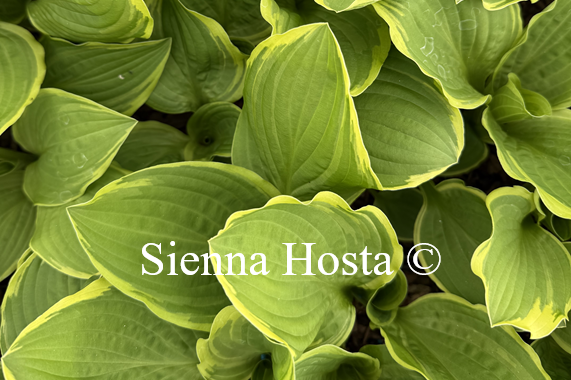 Hosta 'Gangster of Love'