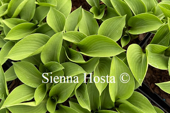 Hosta 'Zora'