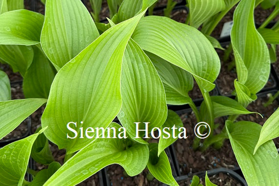 Hosta 'The Shire'