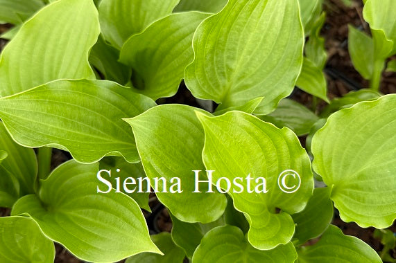 Hosta 'Sweet Bo Peep'