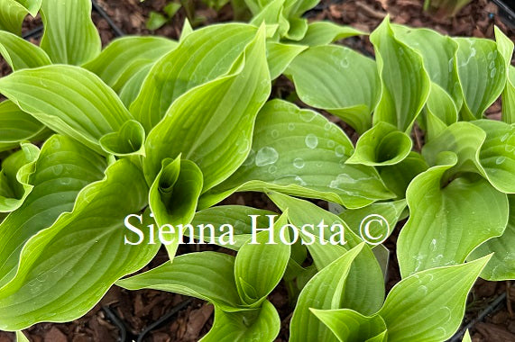 Hosta 'Swizzle Sticks'