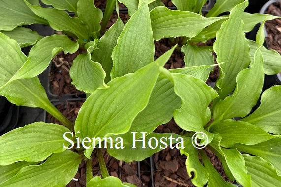 Hosta 'Cloud Illusions'