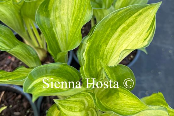 Hosta 'Korean Snow'