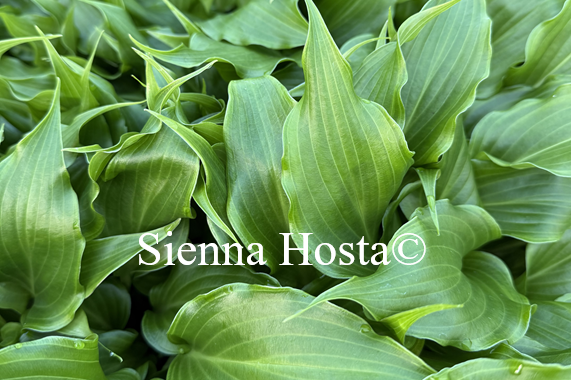Hosta 'Raspberry Truffles' - Sienna Hosta